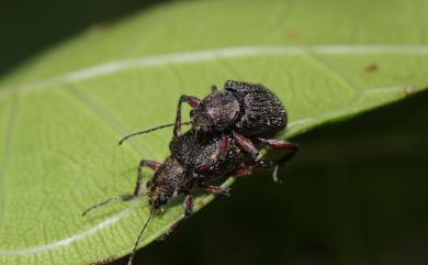 Chrysopida murina Baly, 1867 四紋灰毛猿金花蟲