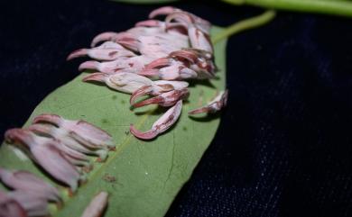 Daphnephila ornithocephala Tokuda, Yang & Yukawa, 2008