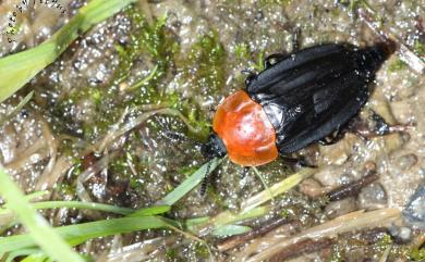 Necrophila cyaneocephala (Portevin, 1914) 紅胸埋葬蟲