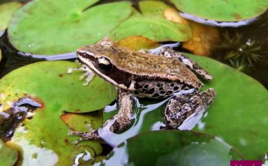 Hylarana latouchii (Boulenger, 1899) 拉都希氏赤蛙