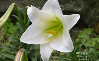 Lilium longiflorum var. scabrum Masam. 粗莖麝香百合