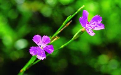 Dianthus chinensis 石竹