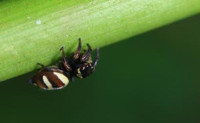 Ptocasius strupifer Simon, 1901 毛垛兜蠅虎