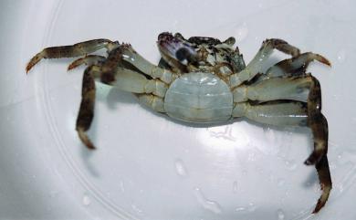 Grapsus albolineatus Lamarck, 1818 白紋方蟹