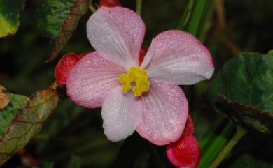 Begonia × buimontana Yamam. 武威山秋海棠