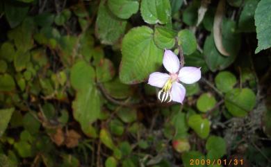 Bredia hirsuta var. rotundifolia (Yan Liu & C.H. Ou) S.F. Huang & T.C. Huang 圓葉布勒徳藤