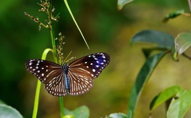 Euploea mulciber barsine Fruhstorfer, 1904 異紋紫斑蝶