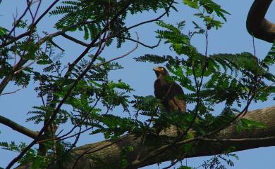 Butastur indicus (J. F. Gmelin, 1788) 灰面鵟鷹