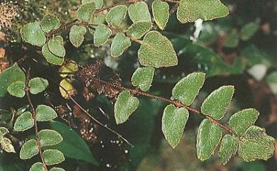 Paragymnopteris vestita (Hook.) K.H.Shing 金毛裸蕨