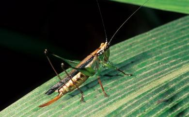 Conocephalus maculatus (Le Gouillou, 1841) 褐背細斯