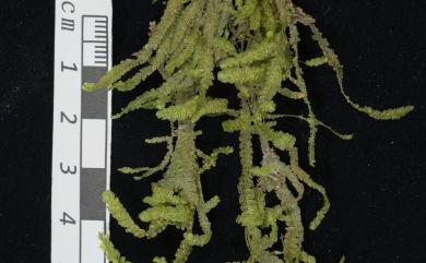 Neckeropsis calcicola Nog., 1956 石灰擬平苔