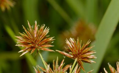 Cyperus compactus Retz. 密穗磚子苗