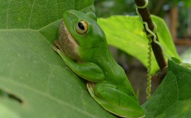 Zhangixalus moltrechti (Boulenger, 1908) 莫氏樹蛙