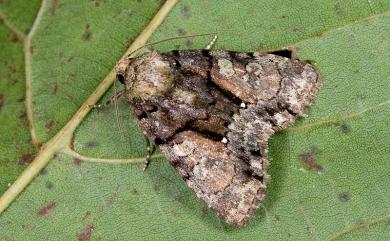 Chytonix variegata Wileman, 1914 黯基斑夜蛾