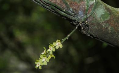 Chiloschista segawae (Masam.) Masam. & Fukuy. 大蜘蛛蘭