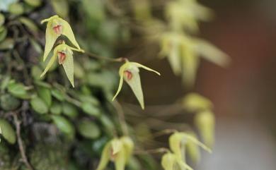 Bulbophyllum drymoglossum 狹萼豆蘭