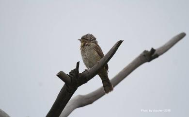 Jynx torquilla chinensis Hesse, 1911 地啄木