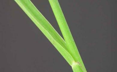 Paspalum scrobiculatum L. 鴨姆草