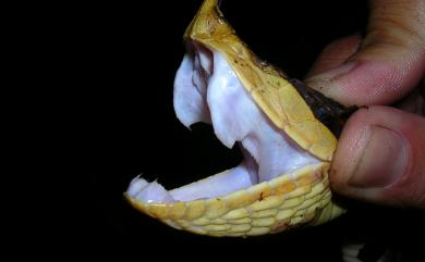 Deinagkistrodon acutus (Günther, 1888) 百步蛇