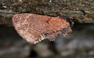 Lophontosia fusca Okano, 1960 棕冠齒舟蛾