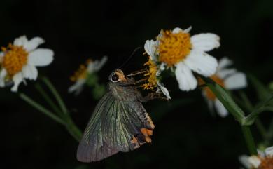 Choaspes benjaminii formosana (Fruhstorfer, 1911) 綠弄蝶