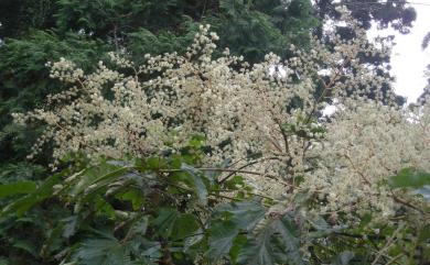 Tetrapanax papyriferus 通脫木