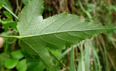 Rubus corchorifolius L.f. 變葉懸鉤子