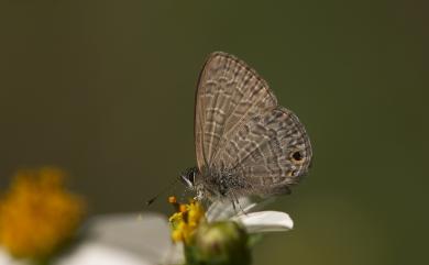 Prosotas dubiosa asbolodes Hsu & Yen, 2006 密紋波灰蝶