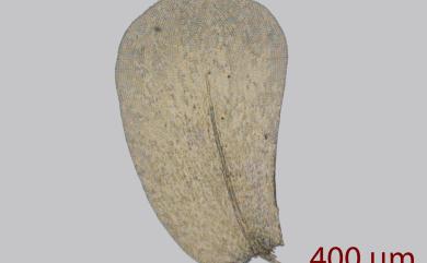 Homaliodendron microdendron (Mont.) Fleisch., 1906 鈍葉樹平苔