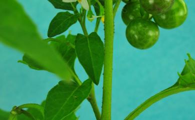 Solanum americanum 光果龍葵