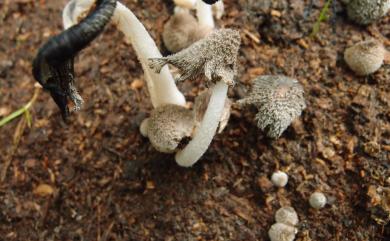 Coprinopsis cinerea (Schaeff.) Redhead, Vilgalys & Moncalvo 2001 灰蓋鬼傘