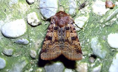 Diarsia formosensis (Hampson, 1909) 寶島歹夜蛾