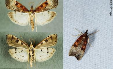 Udea stigmatalis tayulingensis Heppner, 2005 大禹嶺紅痣纓突野螟