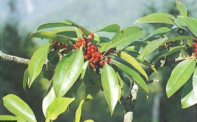 Ilex tugitakayamensis Sasaki 雪山冬青