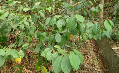 Litsea perrottetii (Blume) Fern.-Vill. 佩羅特木薑子