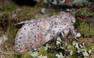 Disparia maculata (Moore, 1879) 波斑迴舟蛾