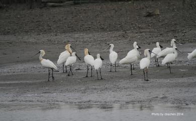 Platalea minor Temminck & Schlegel, 1849 黑面琵鷺