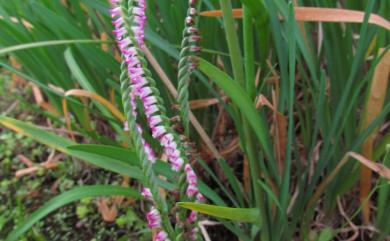 Spiranthes sinensis 綬草