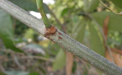 Cissus sicyoides 錦屏粉藤