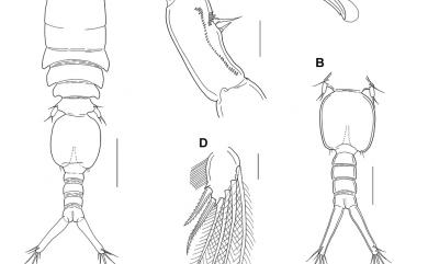 Anchimolgus tanaus Humes, 1991 塔納異錨珊虱