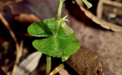 Neottia taizanensis (Fukuy.) Szlach. 大山雙葉蘭