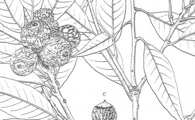 Lithocarpus amygdalifolius (Skan) Hayata 杏葉石櫟