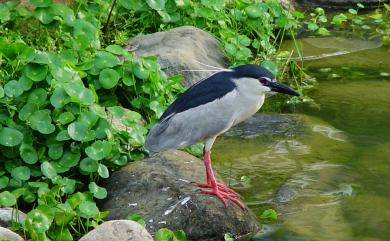 Nycticorax nycticorax (Linnaeus, 1758) 夜鷺