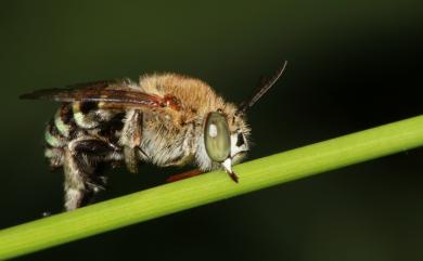 Amegilla calceifera (Cockerell, 1911) 鞋斑無墊蜂