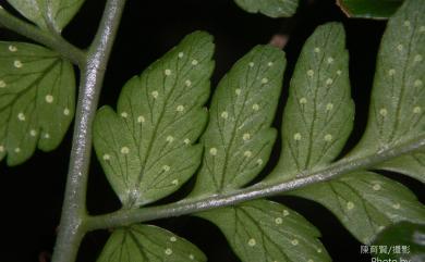 Dryopteris polita 臺東鱗毛蕨