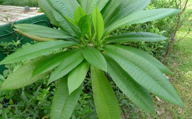 Plumeria rubra L. 雞蛋花