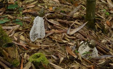 Dictyophora indusiata 長裙竹蓀