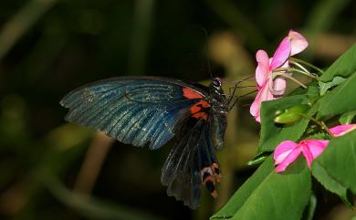 Papilio memnon heronus Fruhstorfer, 1902 大鳳蝶