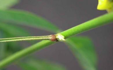 Crotalaria trichotoma 南美豬屎豆