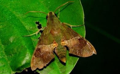 Angonyx testacea (Walker, 1856) 褐綠天蛾